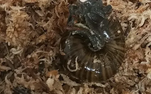 Lần đầu ghi hình ốc sên quý hiếm đẻ trứng từ cổ