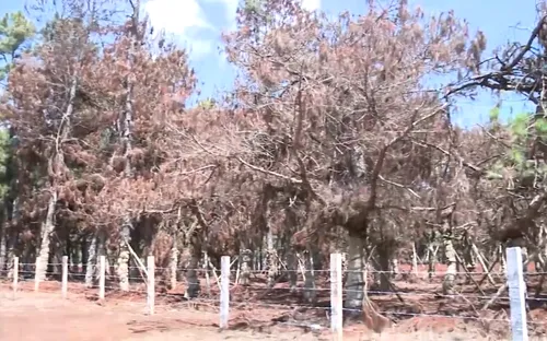 Trách nhiệm thuộc về ai khi rừng thông bị bức tử?