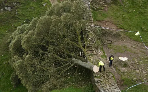 Hai người đàn ông bị kết án vì chặt cây Sycamore Gap nổi tiếng tại Anh