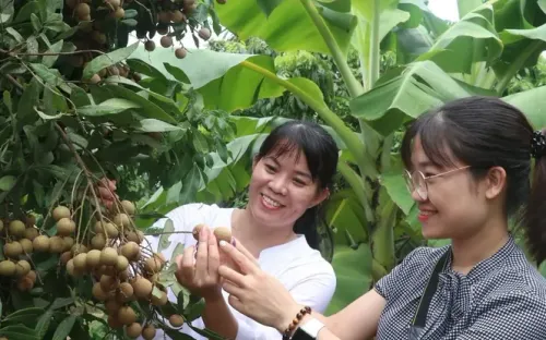 Nhãn chín sớm giá cao gấp đôi nhãn chính vụ