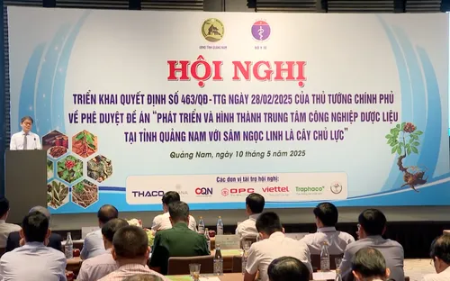 Quảng Nam: Trung Tâm Công nghiệp Dược liệu với Sâm Ngọc Linh là cây chủ lực