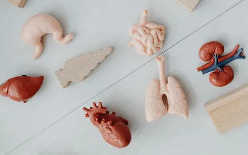 In 3D ngay trong cơ thể bằng sóng siêu âm