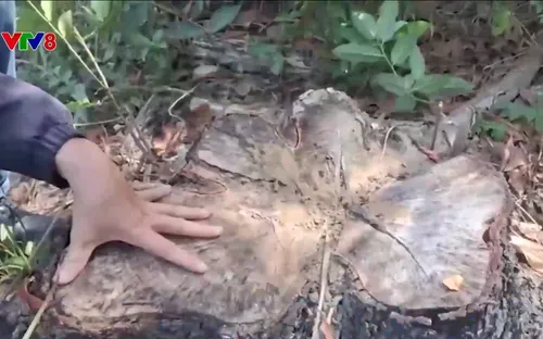 Rừng phòng hộ Phú Ninh ở Quảng Nam bị xâm hại