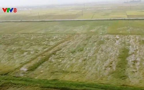 Mưa lớn bất thường gây thiệt hại nhiều diện tích lúa, hoa màu