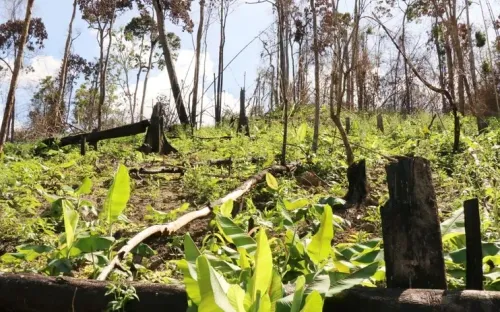 Gần 128.000 ha đất lâm nghiệp bị lấn chiếm ở Đắk Lắk