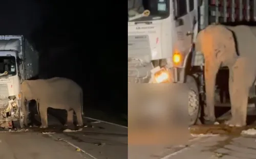 Hình ảnh voi mẹ bất lực nhìn con chết dưới bánh xe tải gây xúc động mạnh