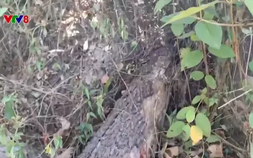 Cơ quan chức năng Quảng Nam vào cuộc vụ phá rừng Phú Ninh