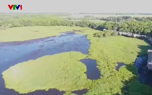 Giữ rừng nguyên sinh giữa miền cát trắng của Quảng Trị