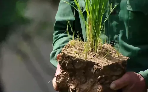 Cánh đồng khô cháy ở Thung Nai: Mương hỏng, lúa chết, dân chờ nước