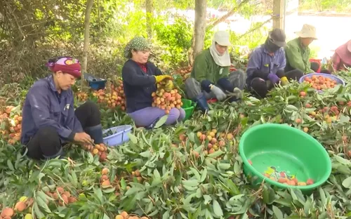 Tiềm năng xuất khẩu vải chín sớm ở tây Nguyên