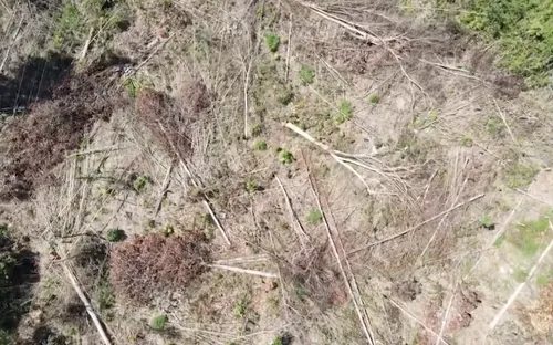 Kon Tum khẩn trương điều tra vụ phá rừng khu vực biên giới