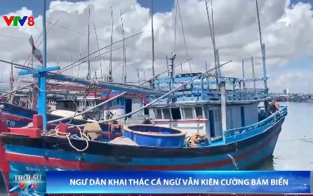 Ngư dân khai thác cá ngừ kiên cường bám biển