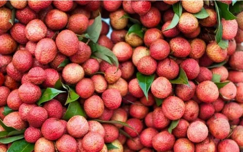 Rộng mở thị trường xuất khẩu vải thiều