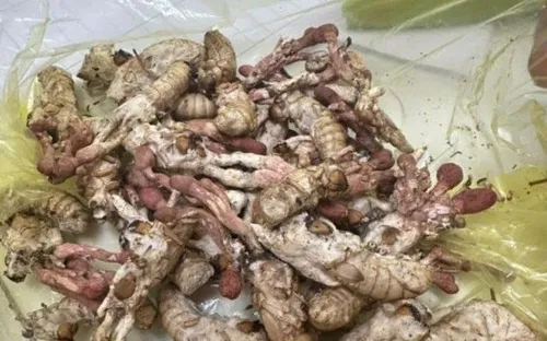 Gia Lai: Ăn nấm mọc trên nhộng ve sầu 1 người đàn ông nguy kịch