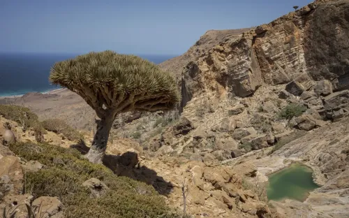 Loài cây rồng máu quý hiếm nhất thế giới đang dần biến mất