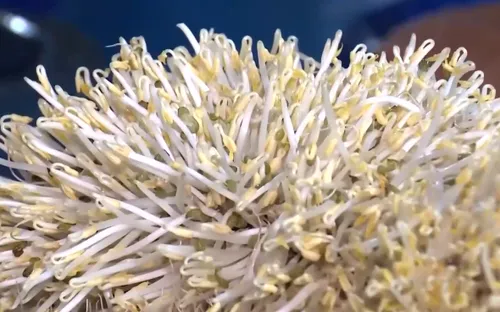 60 tấn giá đỗ "ngậm độc" len lỏi khắp chợ: Biết độc vẫn làm, biết hại vẫn bán