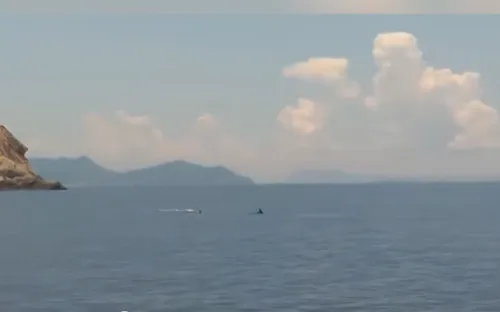 Cá heo xuất hiện ở Vịnh Nha Trang