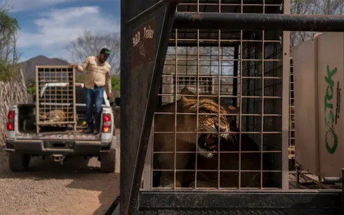 Mexico sơ tán khẩn cấp hàng trăm động vật hoang dã do bạo lực băng nhóm
