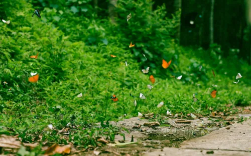 Cúc Phương mùa bướm đẹp cỡ nào mà đông khách du lịch đến thế?