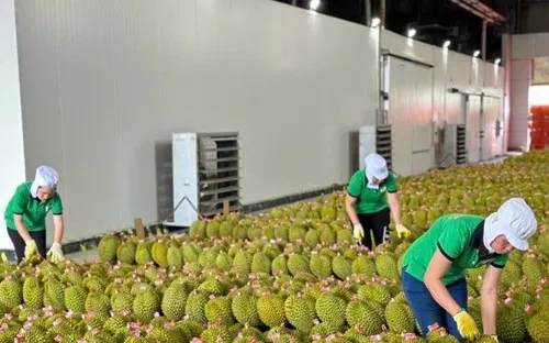 Thúc đẩy sản xuất và xuất khẩu sầu riêng bền vững