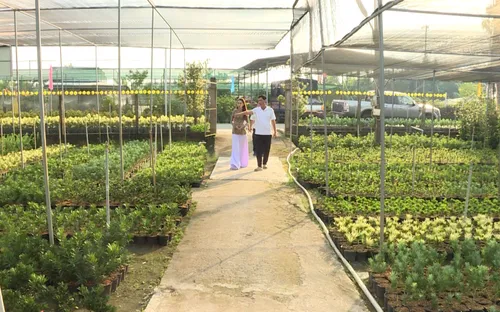 Trồng lúa thông minh, tưới cây bằng cảm biến ở Tiền Giang