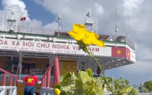 Mầm xanh trên nhà giàn