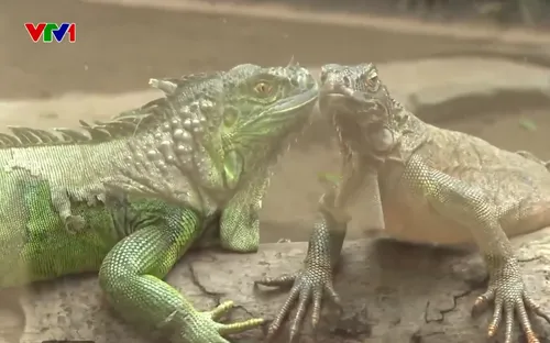 Thảo Cầm Viên Sài Gòn ấp nở thành công, bảo tồn loài nguy cấp