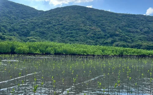 Nỗ lực phục hồi rừng ngập mặn Đầm Bấy