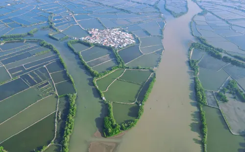 Phục hồi rừng ngập mặn đầm Nha Phu: Kỳ vọng một vành đai xanh tương lai