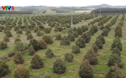 Điện về vùng cây ăn trái lớn nhất Phú Yên