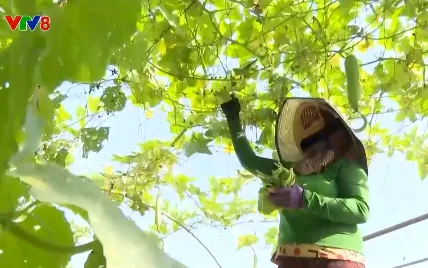 Phát triển bền vững làng rau ở Đà Nẵng