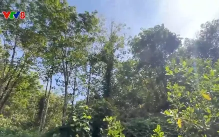 Giao đất trồng cao su nhưng bỏ hoang, nông dân thiếu đất sản xuất