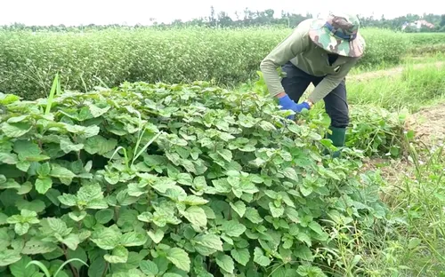 Kỳ vọng từ vùng trồng "lá Mùng 5" xứ Quảng