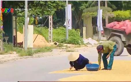 Mất an toàn giao thông do phơi thóc lúa