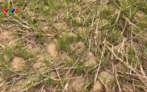 Quảng Nam chủ động phòng chống hạn mặn