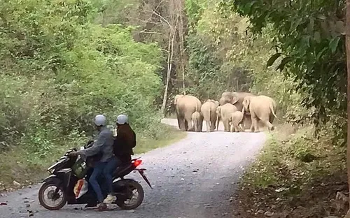 Voi rừng vào rẫy, nghi quật chết một người dân