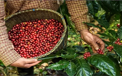 Robusta giảm nhẹ, Arabica hồi phục – giá cà phê trong nước giữ đà ổn định