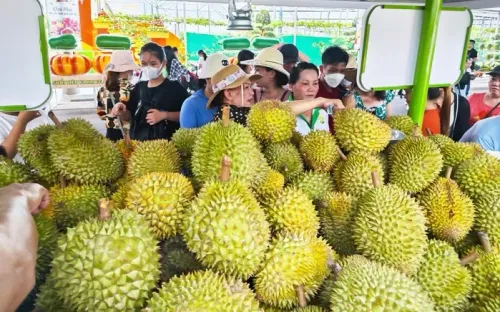 Sớm chuẩn hóa ngành sầu riêng