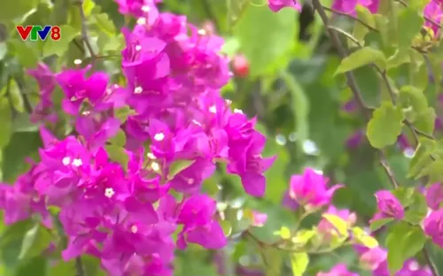 Sức sống Làng Thanh niên lập nghiệp