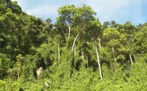 Bảo vệ rừng - Bảo vệ nguồn nước