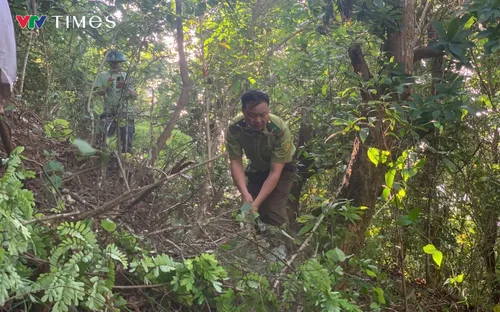 Lai Châu: Nỗ lực vì sự bình yên cho mỗi cánh rừng