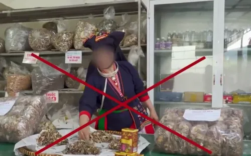 Lương y chân chính vất vả xin cấp phép giữa “bão” quảng cáo thuốc đông y giả