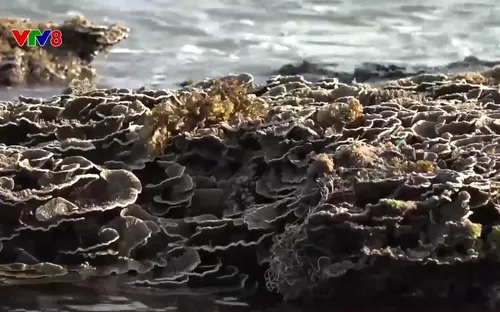 Cộng đồng bảo vệ rạn san hô