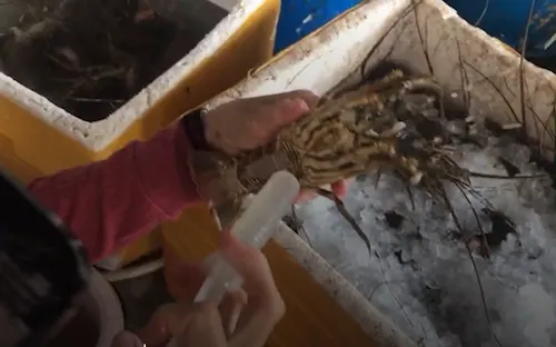 Phú Yên: Phát hiện cơ sở bơm tạp chất vào tôm hùm chết