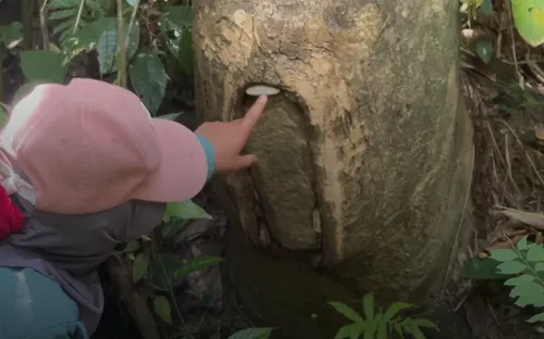 Làm tổ cho ong, giữ yên rừng già