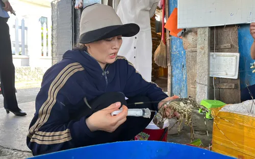 Phát hiện cơ sở bơm thạch rau câu vào tôm hùm chết để bán ra thị trường