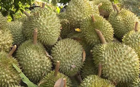 Sầu riêng "mắc cạn" vì cadimi: Nông dân đứng ngồi không yên