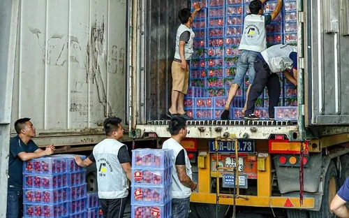 Vải thiều được mùa, nâng tầm xuất khẩu