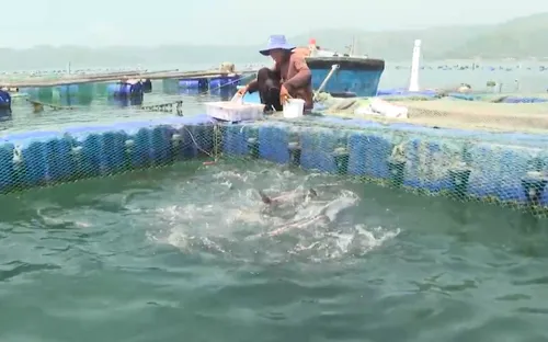 Chuyển đổi lồng bè truyền thống sang lồng bè HDPE