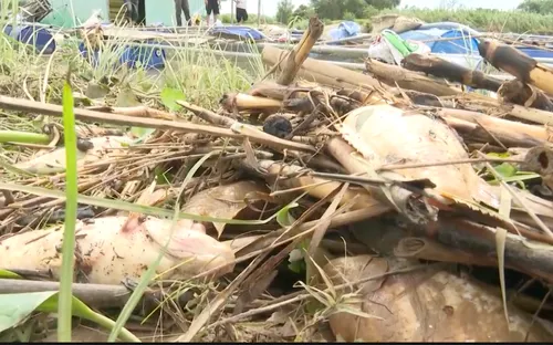 Người nuôi cá lồng bè trắng tay vì mưa lũ bất thường